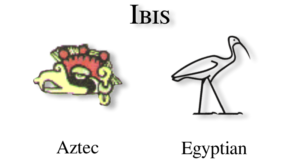 Ibis glyph